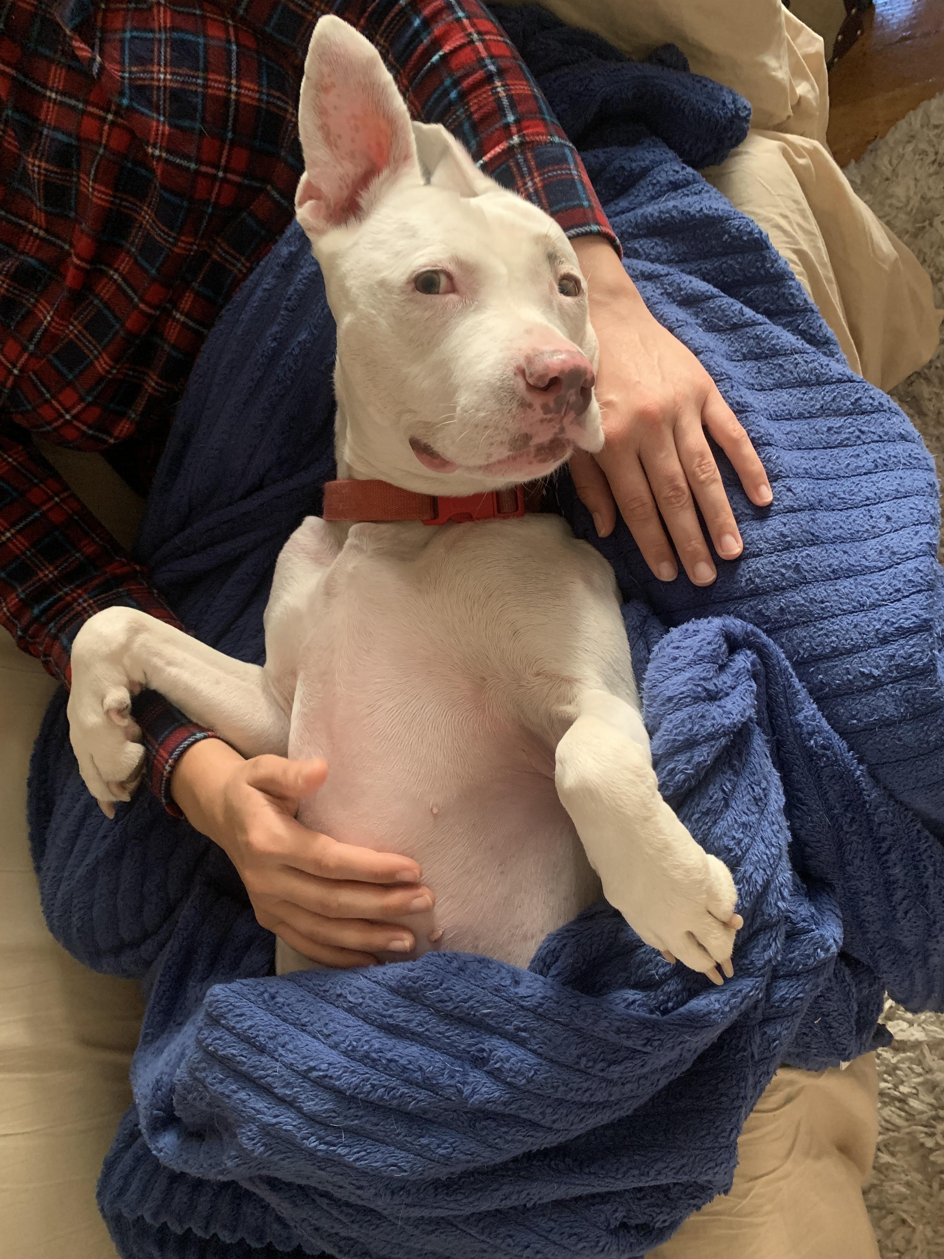 LILO, a Adoptable Pit Bull Terrier in New York, NY image 3/5