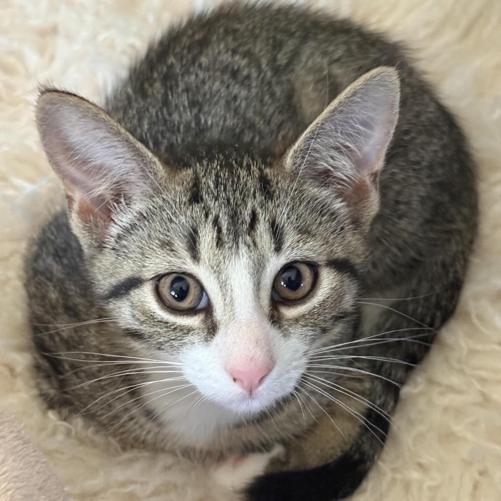 Cooper, Adoptable, Young Male Domestic Short Hair.