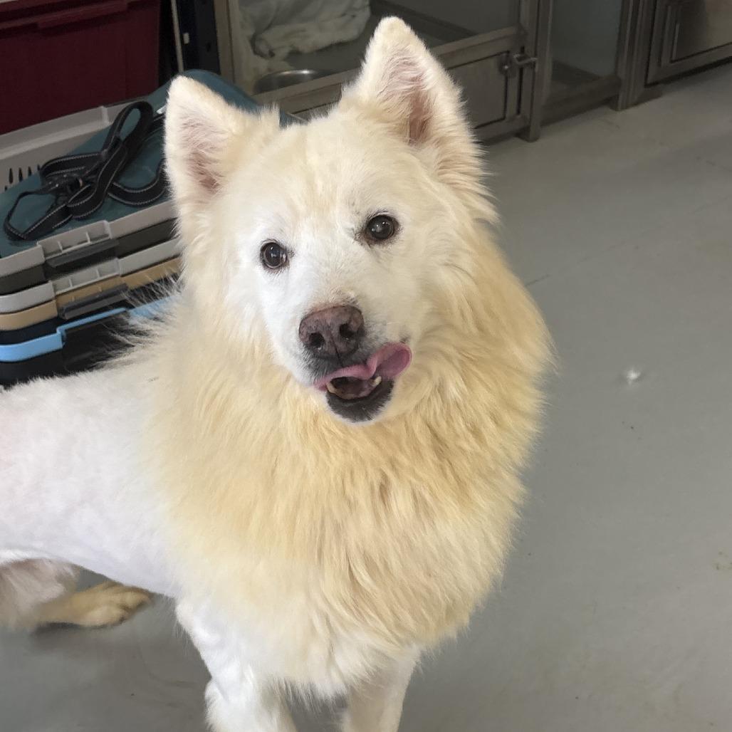 Farlow, Adoptable, Adult Male Siberian Husky.