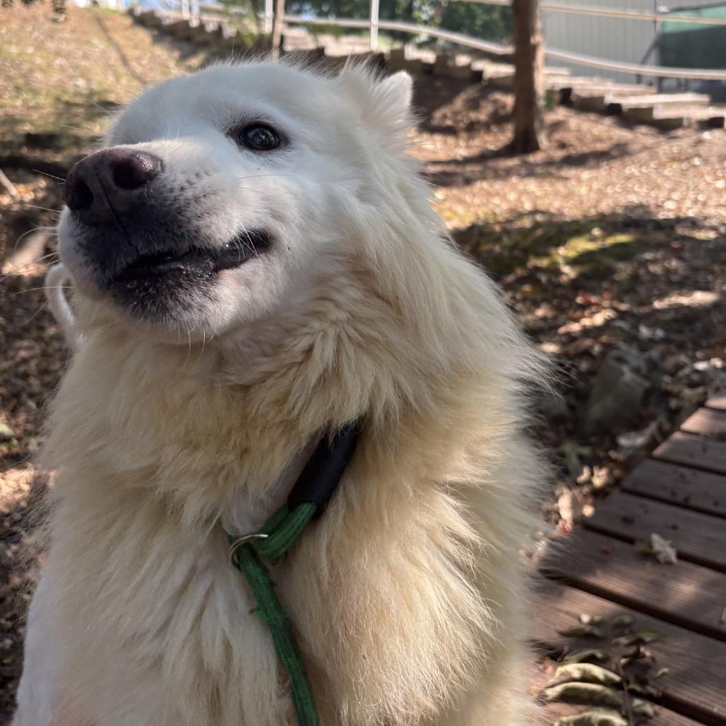 Farlow, Adoptable, Adult Male Siberian Husky.