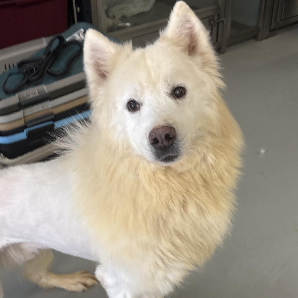 Enlarge Farlow, a Adoptable Siberian Husky in Branson, MO image 3/4