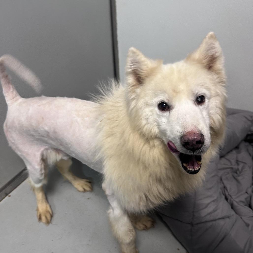 Enlarge Farlow, a Adoptable Siberian Husky in Branson, MO image 2/2