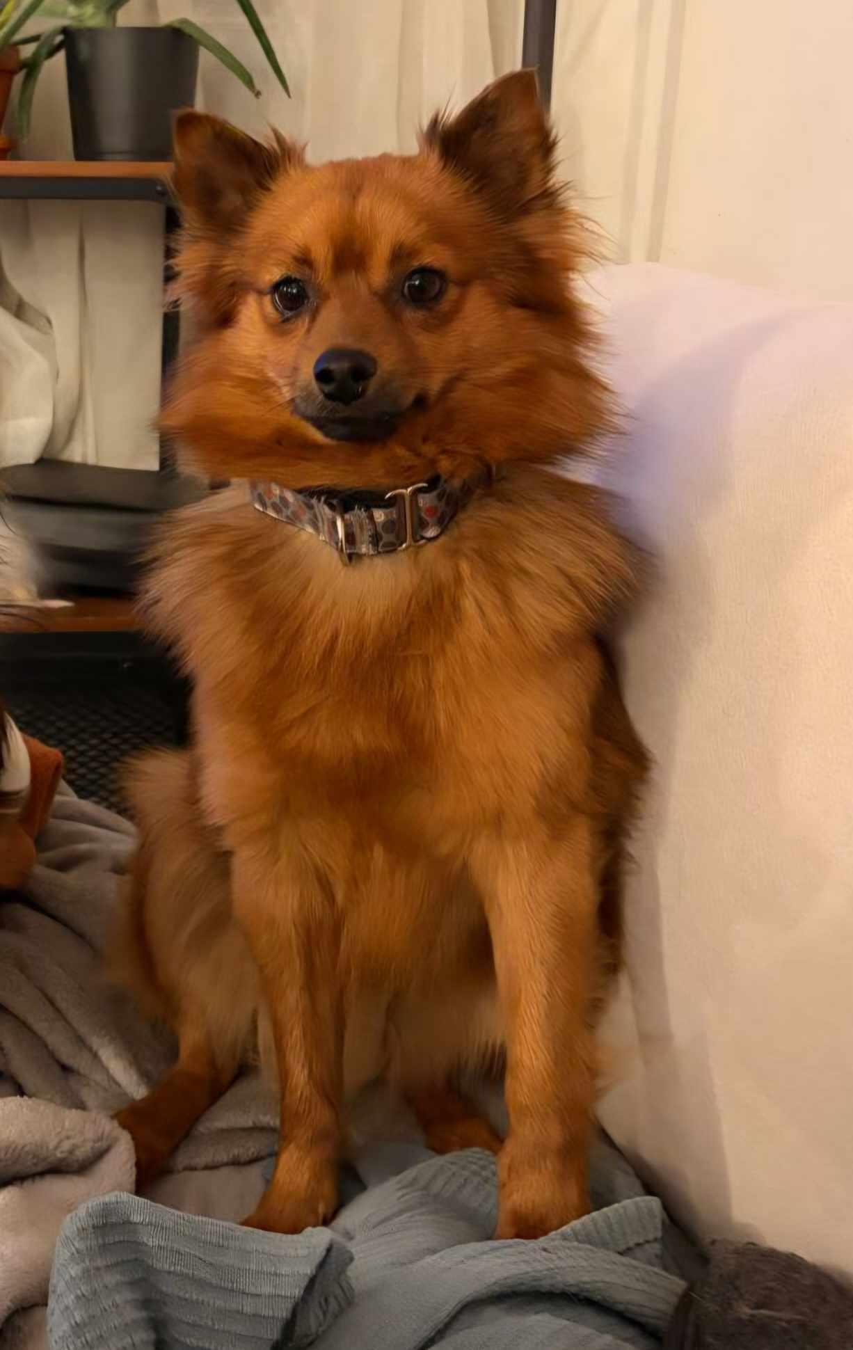 Zesty, ADOPTABLE, Adult Male Pomeranian & Mixed Breed.