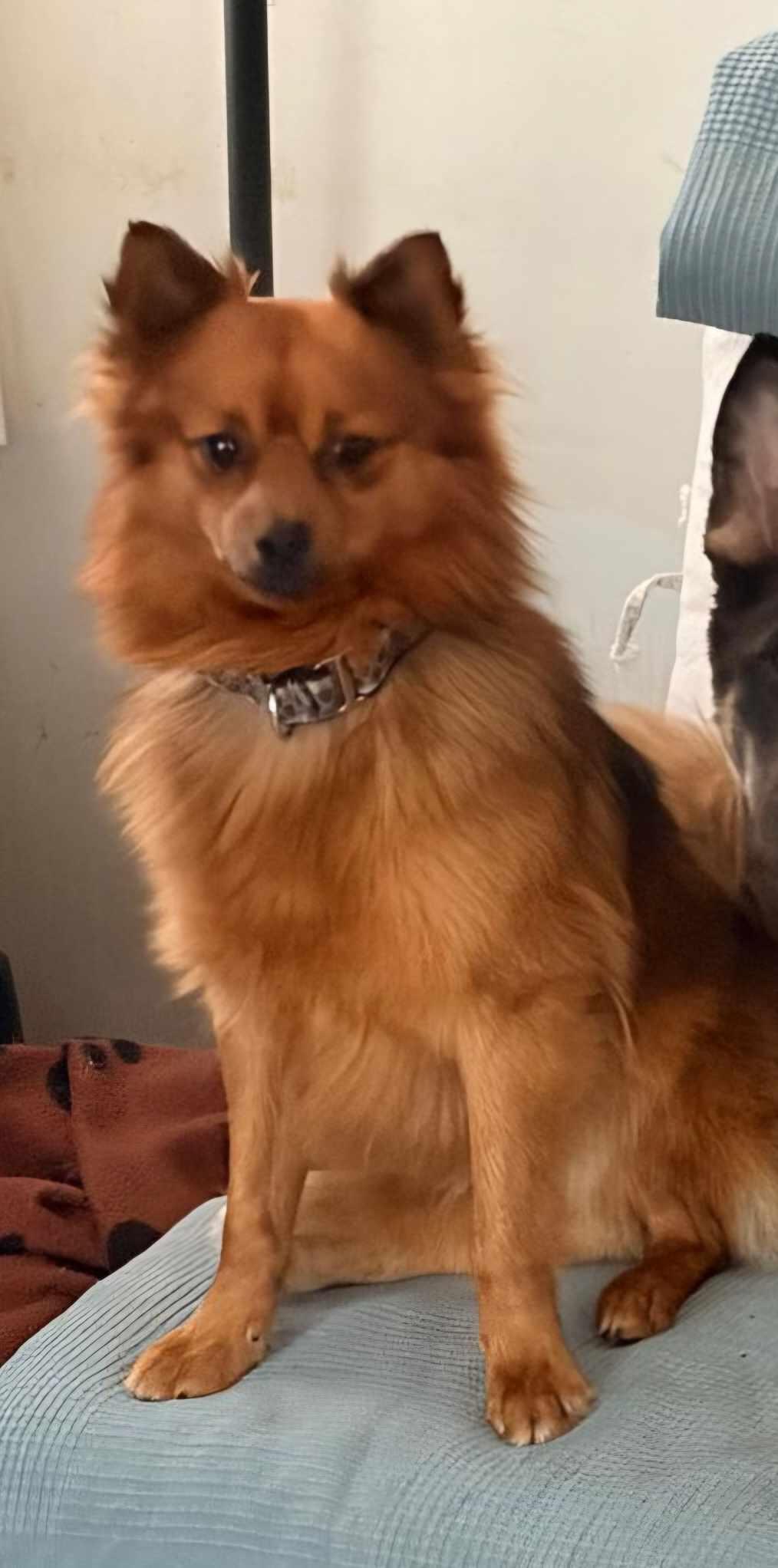 Enlarge Zesty, a ADOPTABLE mixed breed in Winnipeg, MB image 2/2