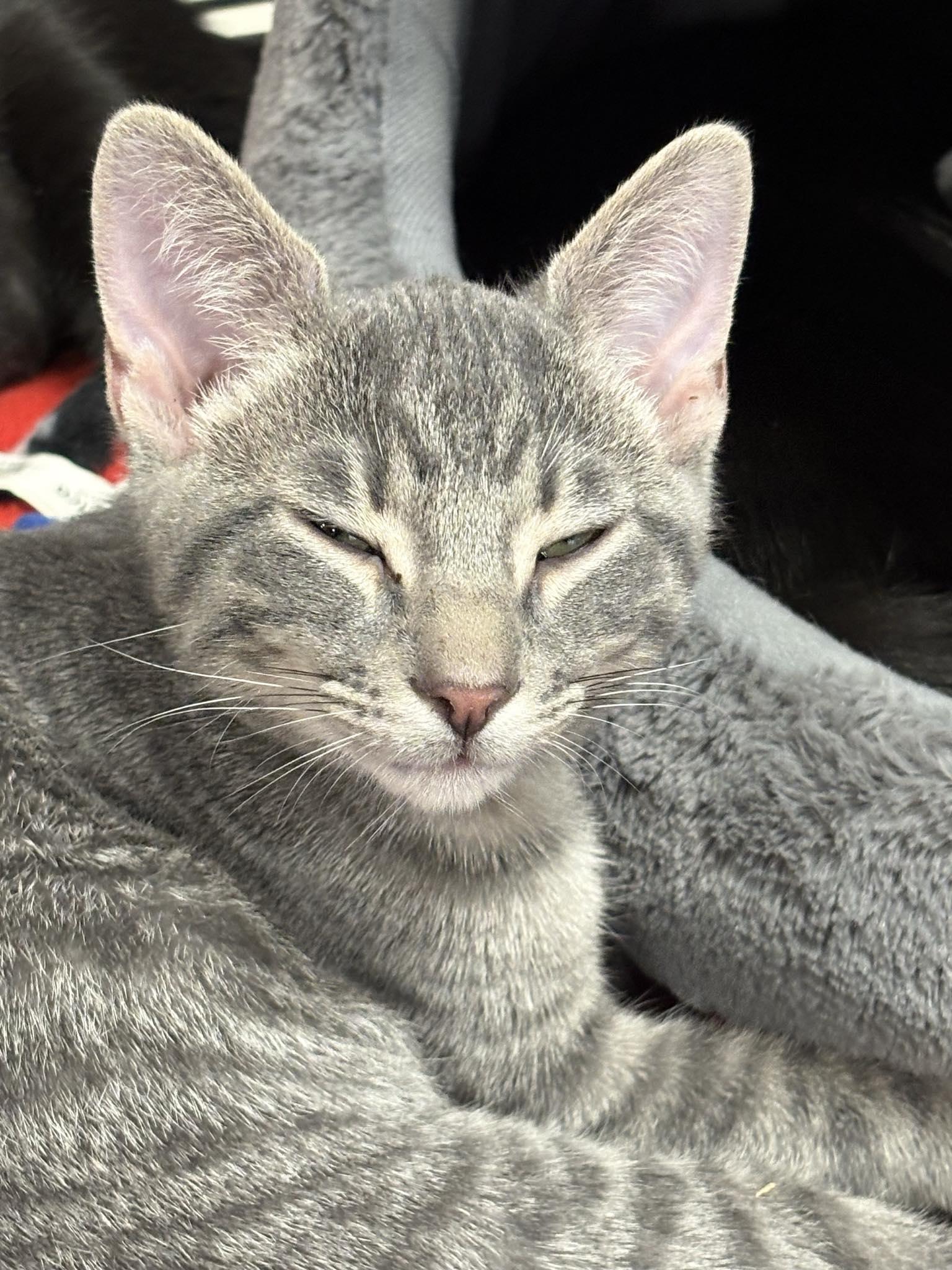 Enlarge Roy (DW-fostered in TN), a Adoptable mixed breed in Brooklyn, CT image 1/3