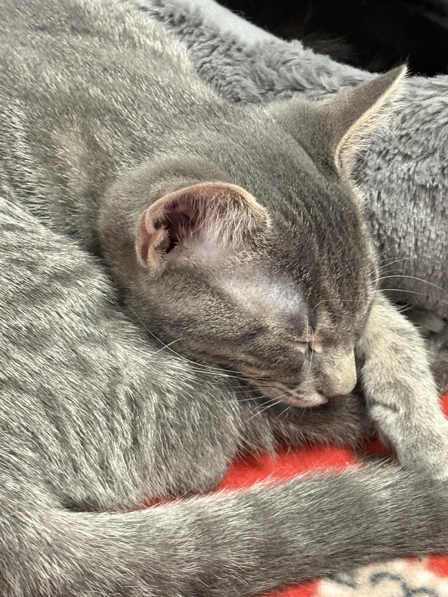 Enlarge Roy (DW-fostered in TN), a Adoptable mixed breed in Brooklyn, CT image 2/3