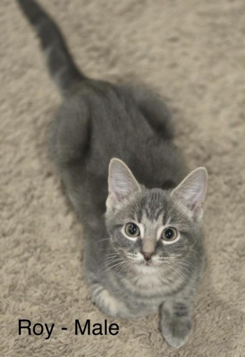 Enlarge Roy (DW-fostered in TN), a Adoptable mixed breed in Brooklyn, CT image 3/3