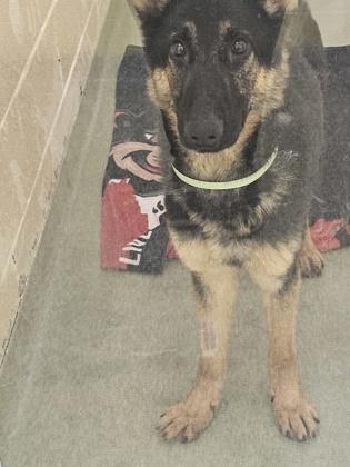 Tuna, Adoptable, Young Male German Shepherd Dog & Mixed Breed.