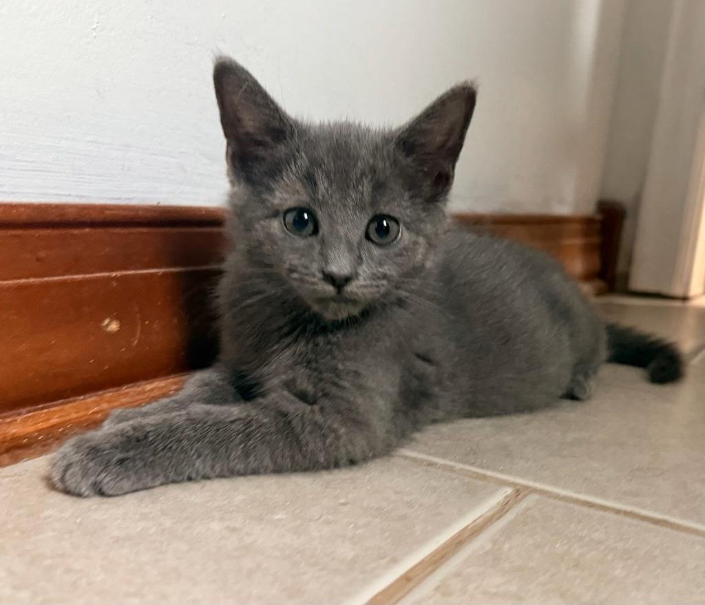 Enlarge Xenon, a Adopted mixed breed in Parkville, MD image 1/2