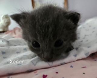 Enlarge Xenon, a Adopted mixed breed in Parkville, MD image 2/2
