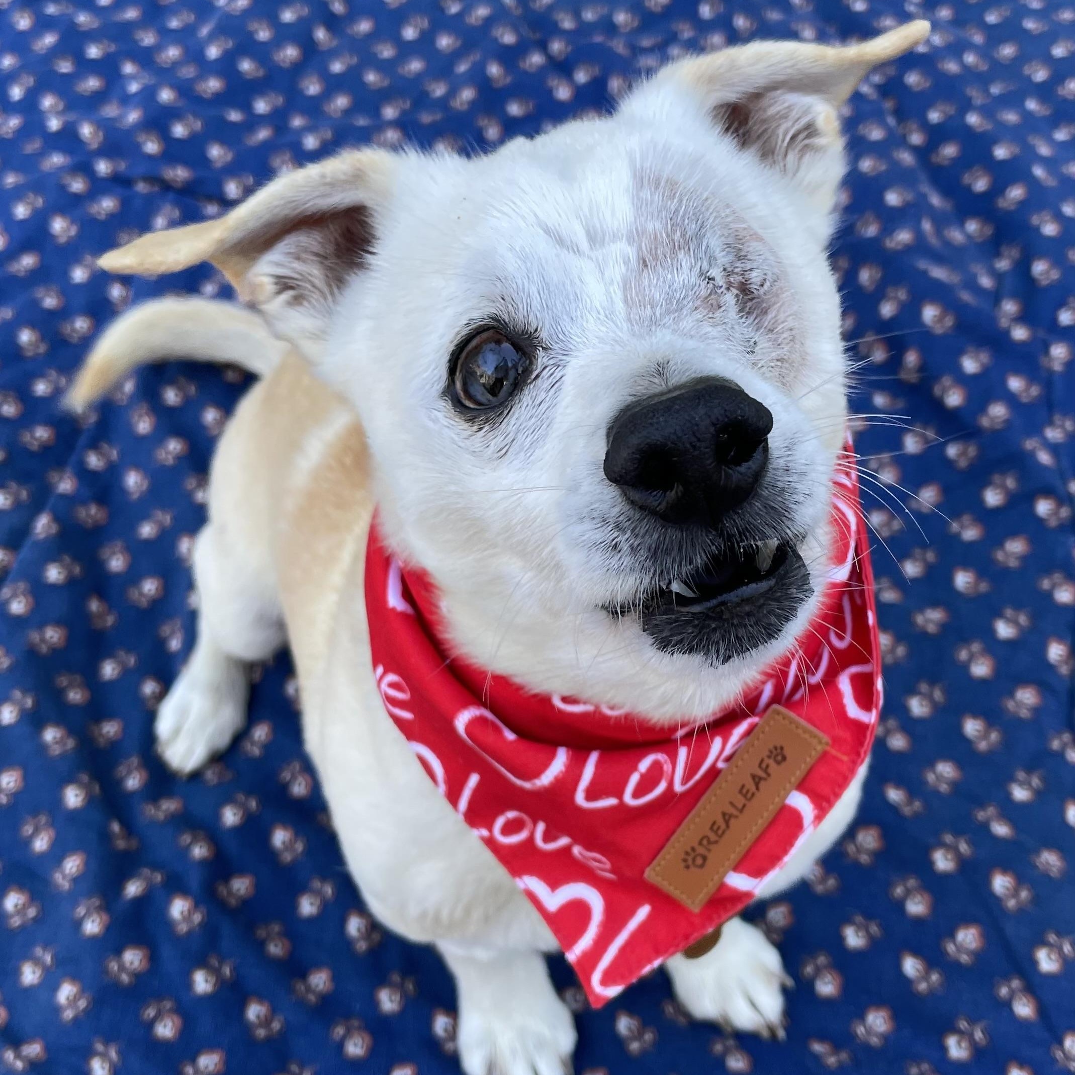 Buckeye, a ADOPTABLE mixed breed in Hollister, CA image 4/4