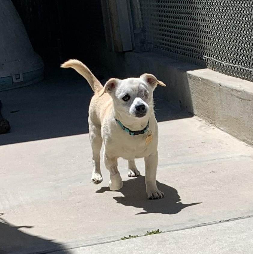 Buckeye, ADOPTABLE, Senior Male Chihuahua & Terrier.