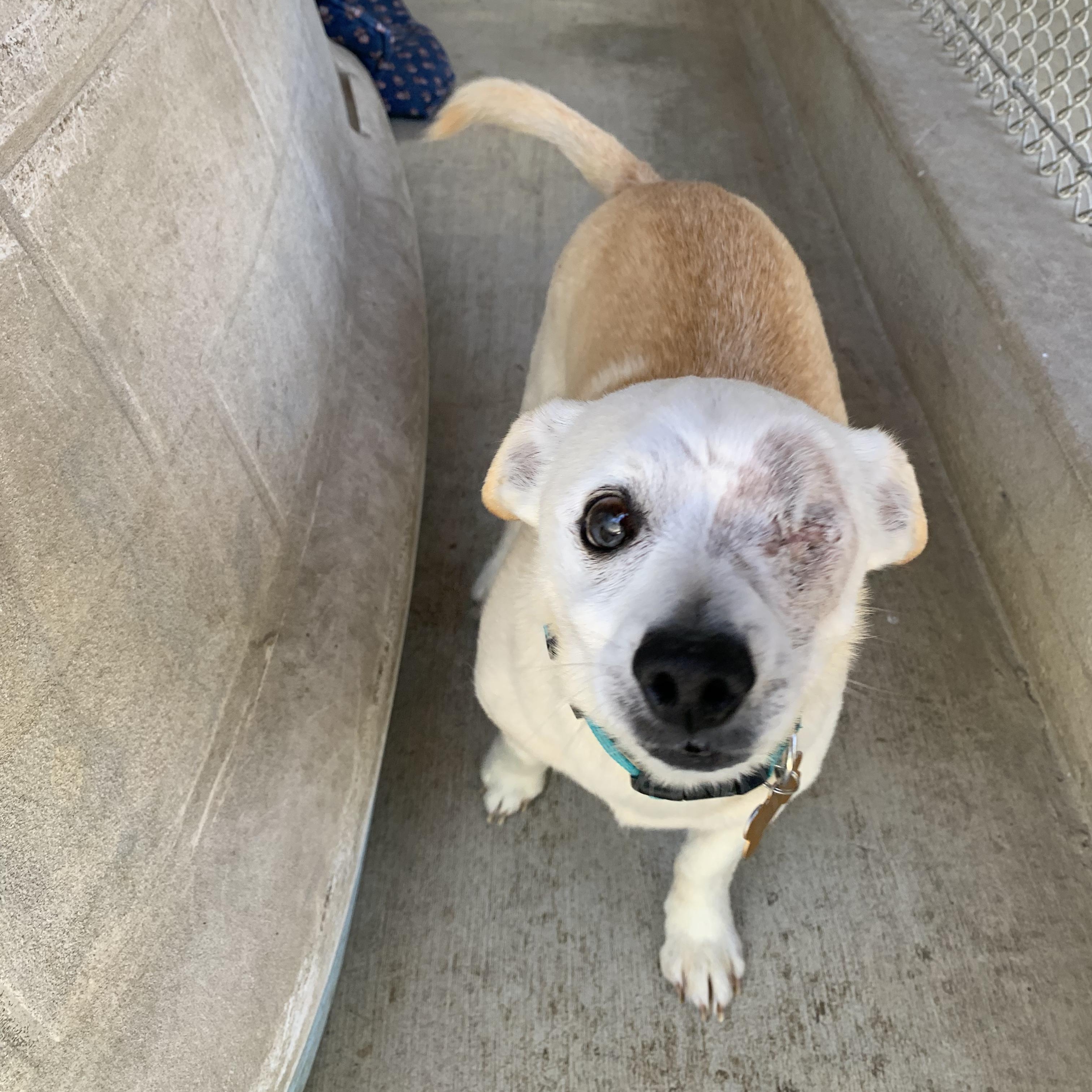 Buckeye, a ADOPTABLE mixed breed in Hollister, CA image 2/4