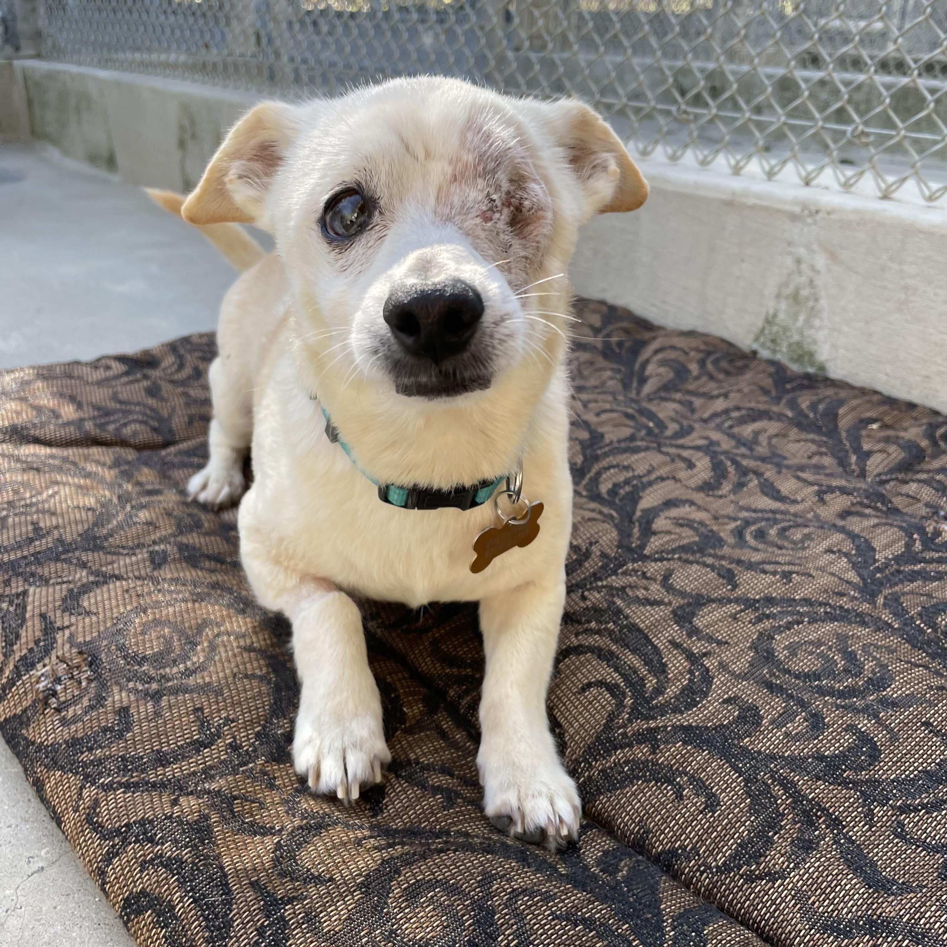 Buckeye, a ADOPTABLE mixed breed in Hollister, CA image 3/4