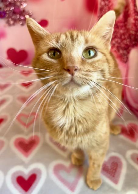 Enlarge Marmalade, a ADOPTABLE Domestic Short Hair in Orient, OH image 1/3