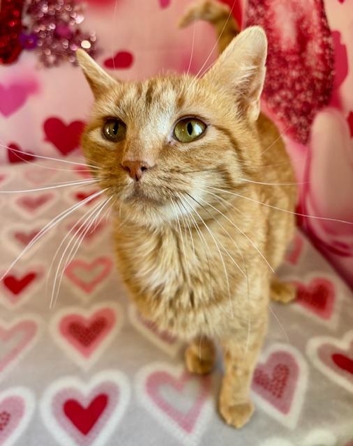 Enlarge Marmalade, a ADOPTABLE Domestic Short Hair in Orient, OH image 3/3