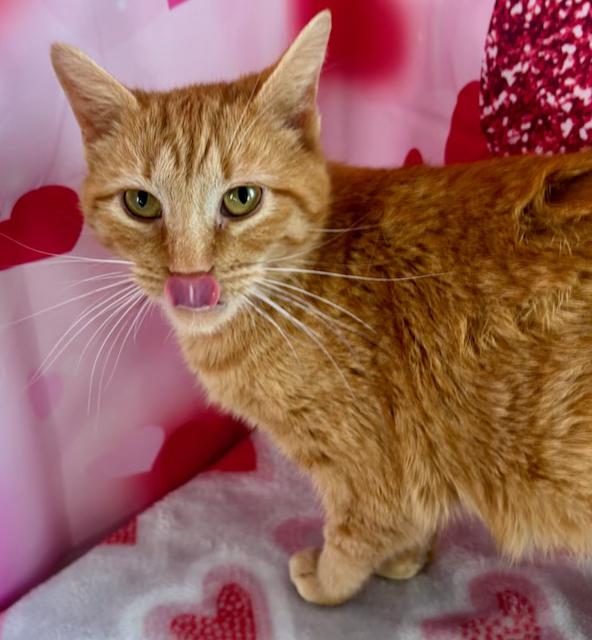 Enlarge Marmalade, a ADOPTABLE Domestic Short Hair in Orient, OH image 2/3