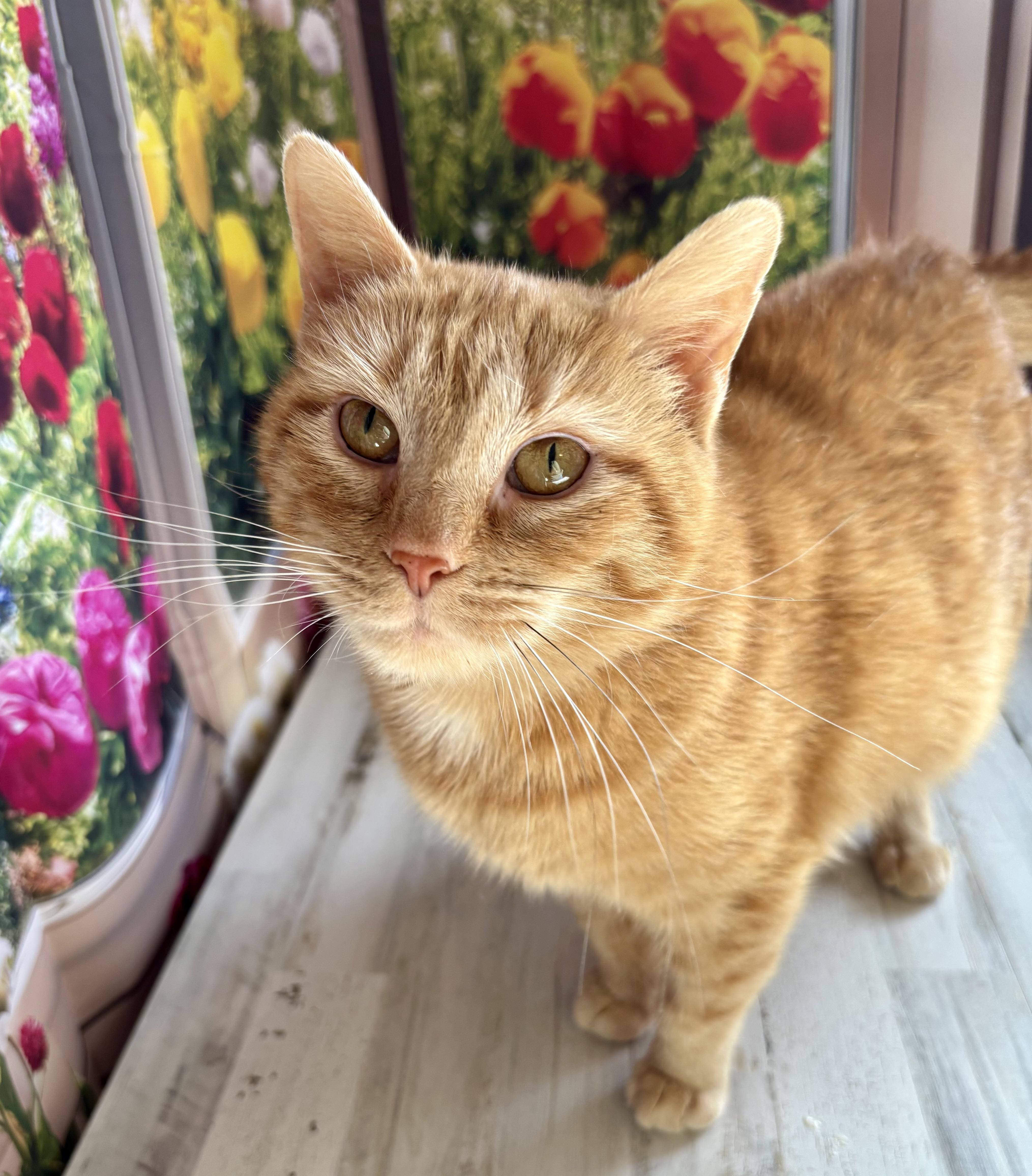 Marmalade, ADOPTABLE, Adult Female Domestic Short Hair.