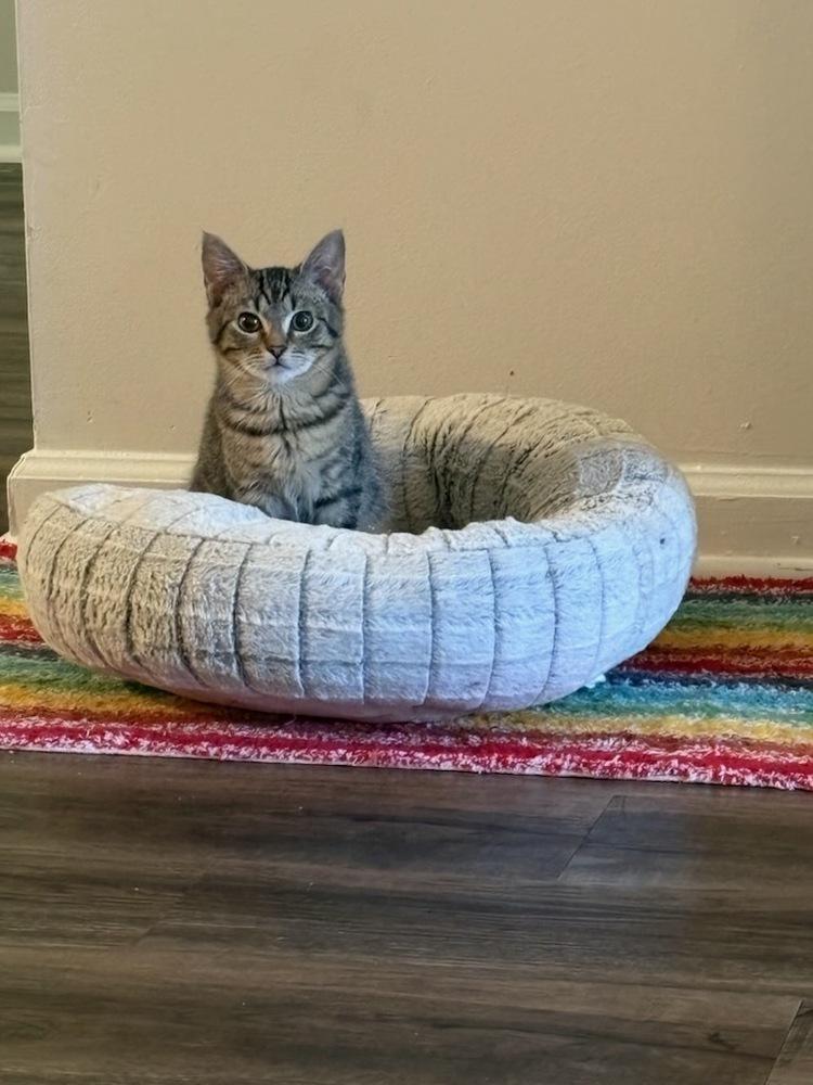 Josh Allen, Adoptable, Young Male Domestic Short Hair.