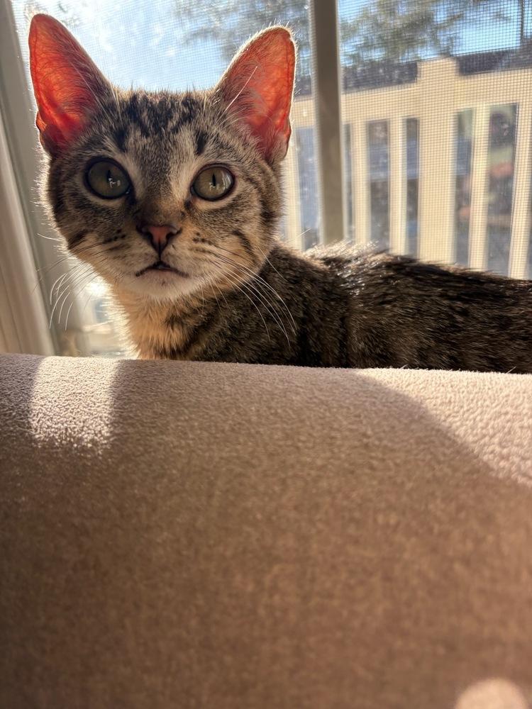 Josh Allen, a Adoptable Domestic Short Hair in Kinston, NC image 2/2