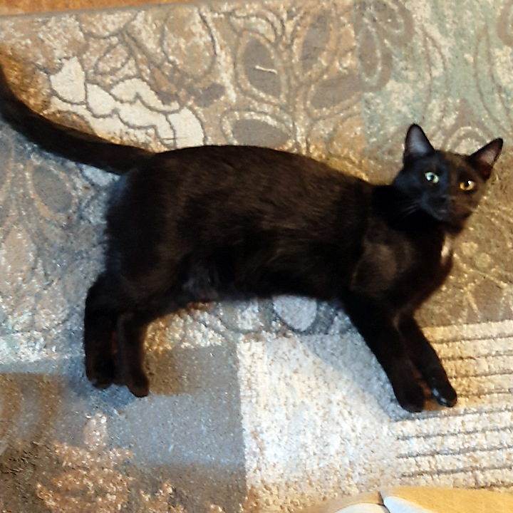 BP, Young Male Domestic Short Hair