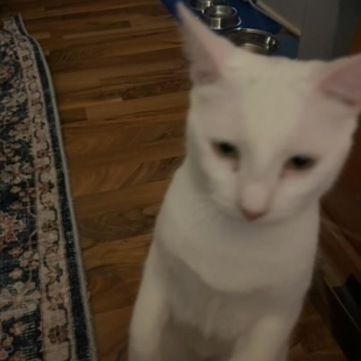 Serena, Adoptable, Adult Female Turkish Angora.