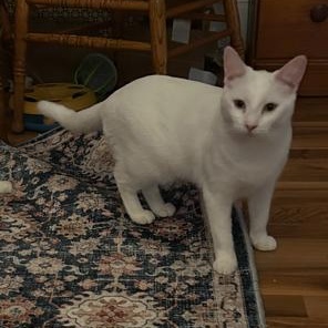 Enlarge Serena, a Adoptable Turkish Angora in Allentown, PA image 2/3