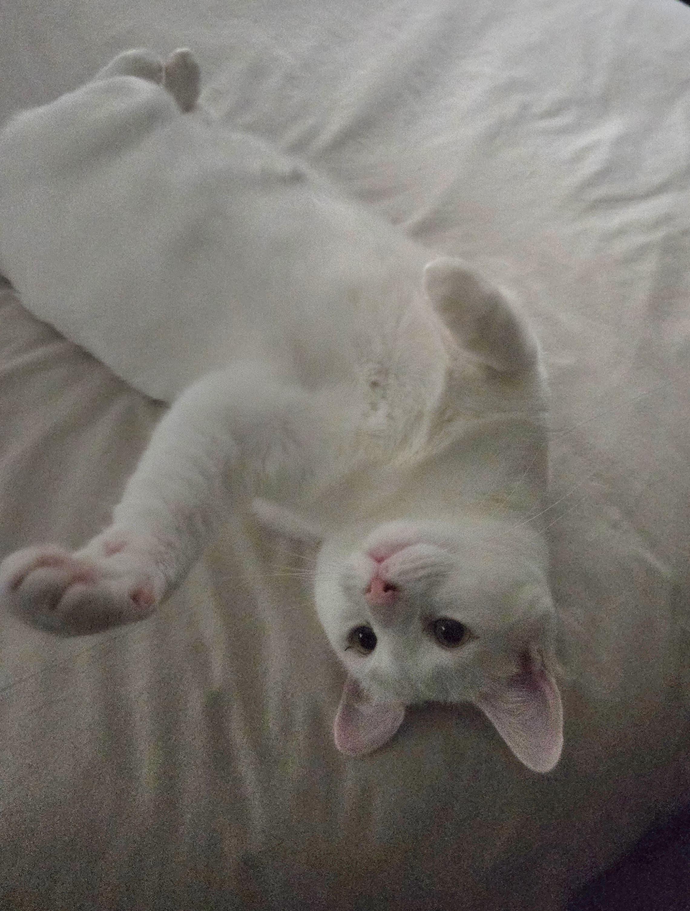 Enlarge Serena, a Adoptable Turkish Angora in Allentown, PA image 4/5