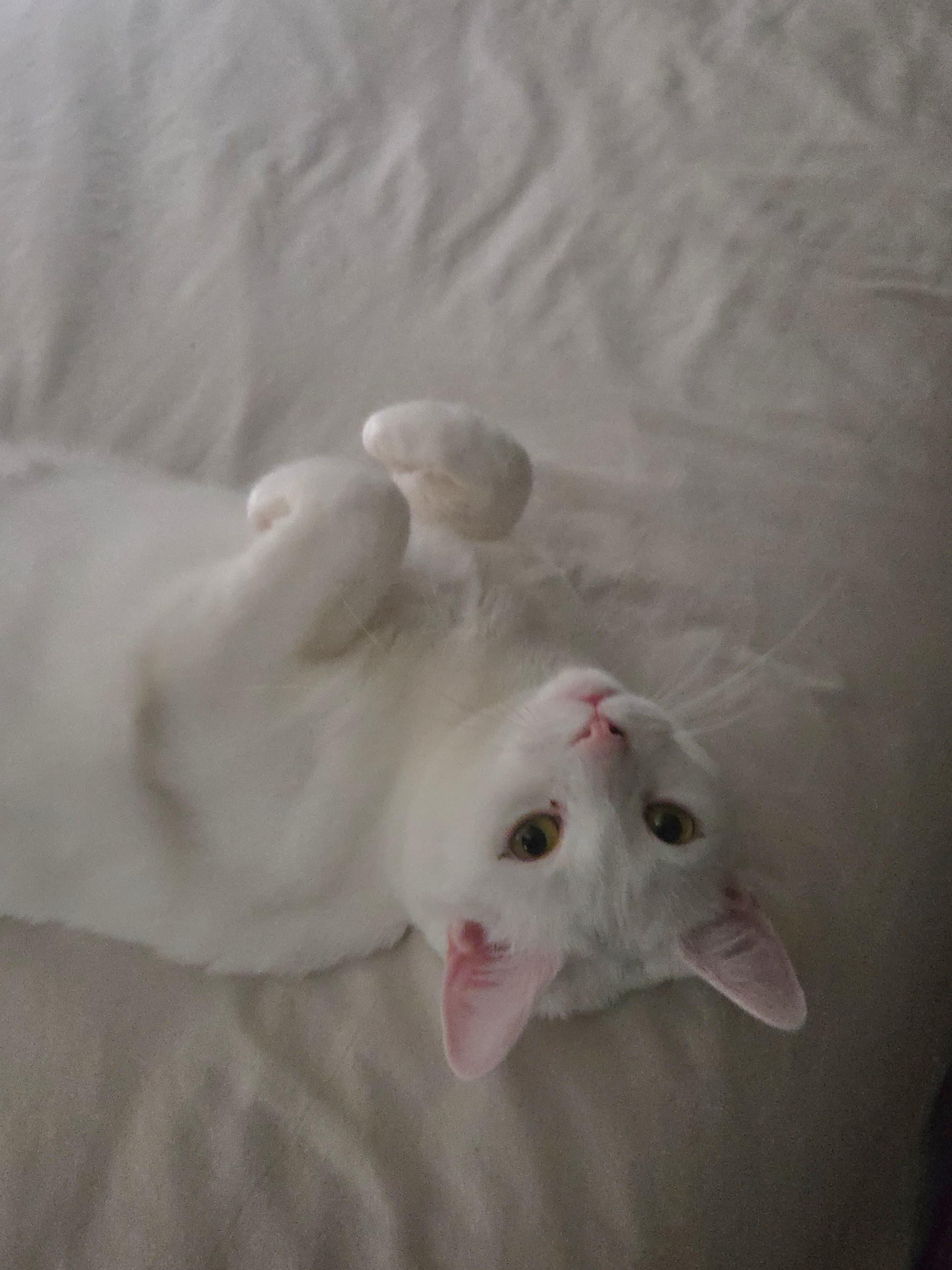 Enlarge Serena, a Adoptable Turkish Angora in Allentown, PA image 3/5