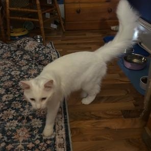 Enlarge Serena, a Adoptable Turkish Angora in Allentown, PA image 3/3