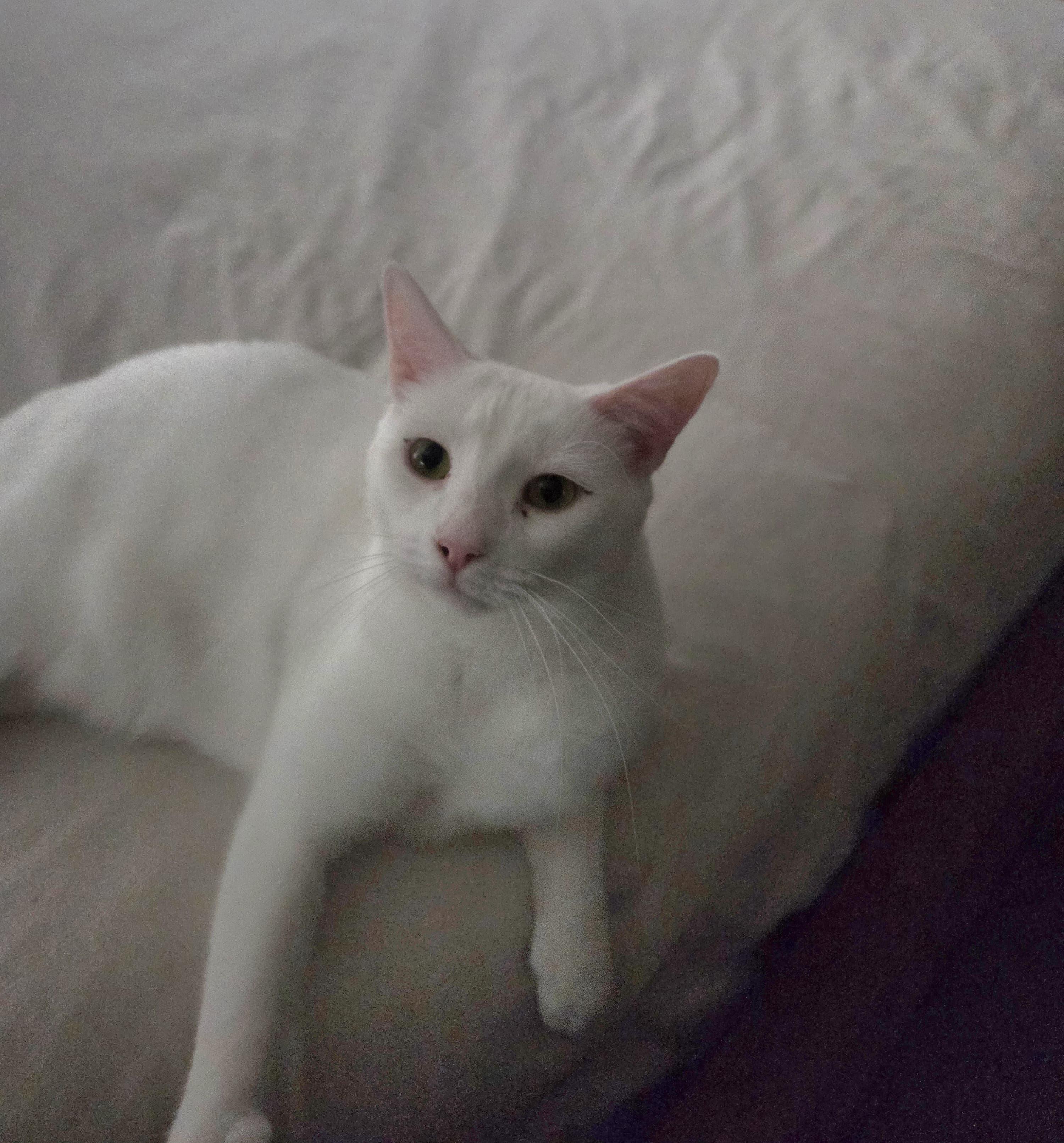 Enlarge Serena, a Adoptable Turkish Angora in Allentown, PA image 1/5