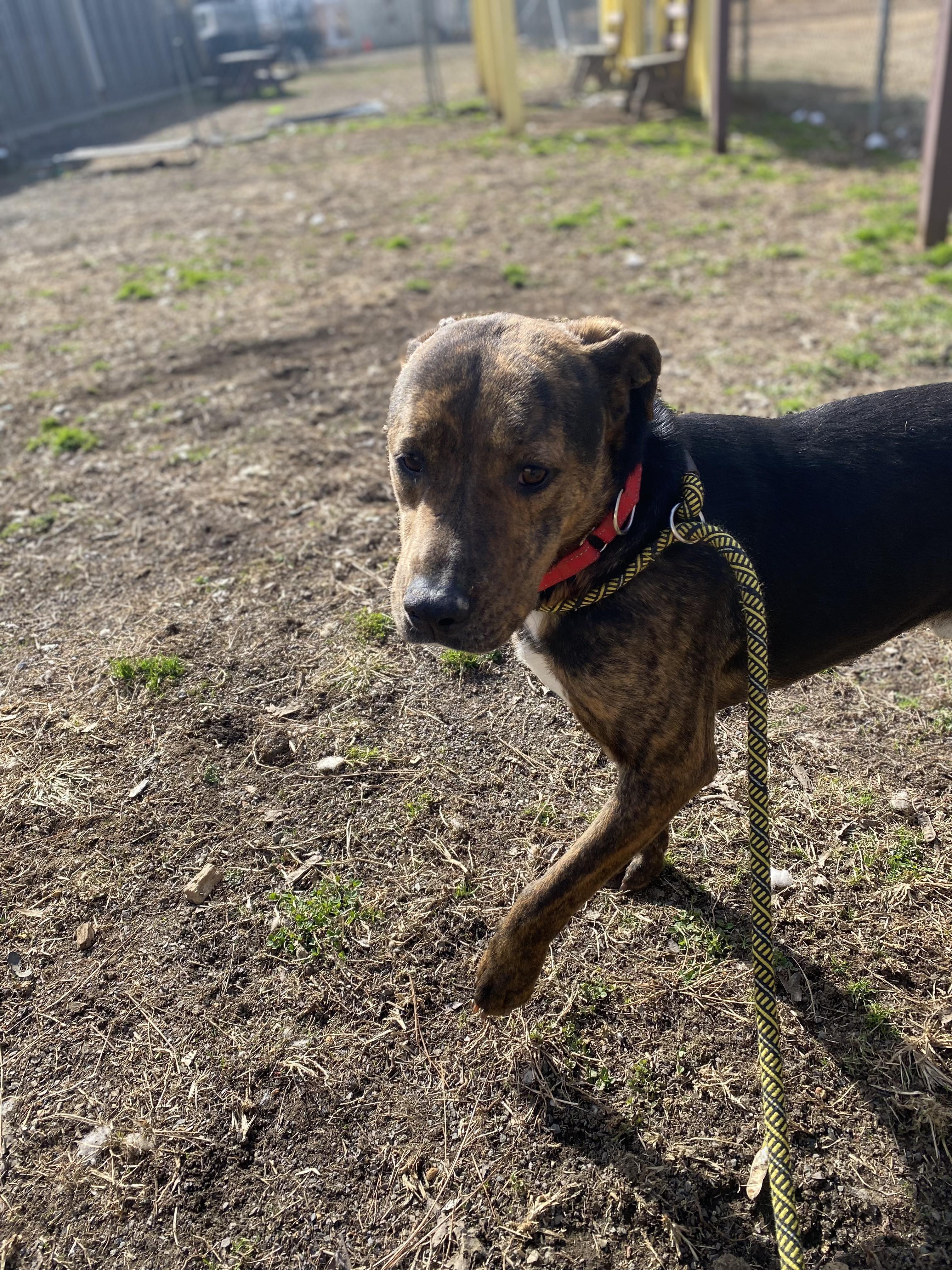 PJ, a Adoptable mixed breed in Orange, VA image 2/4