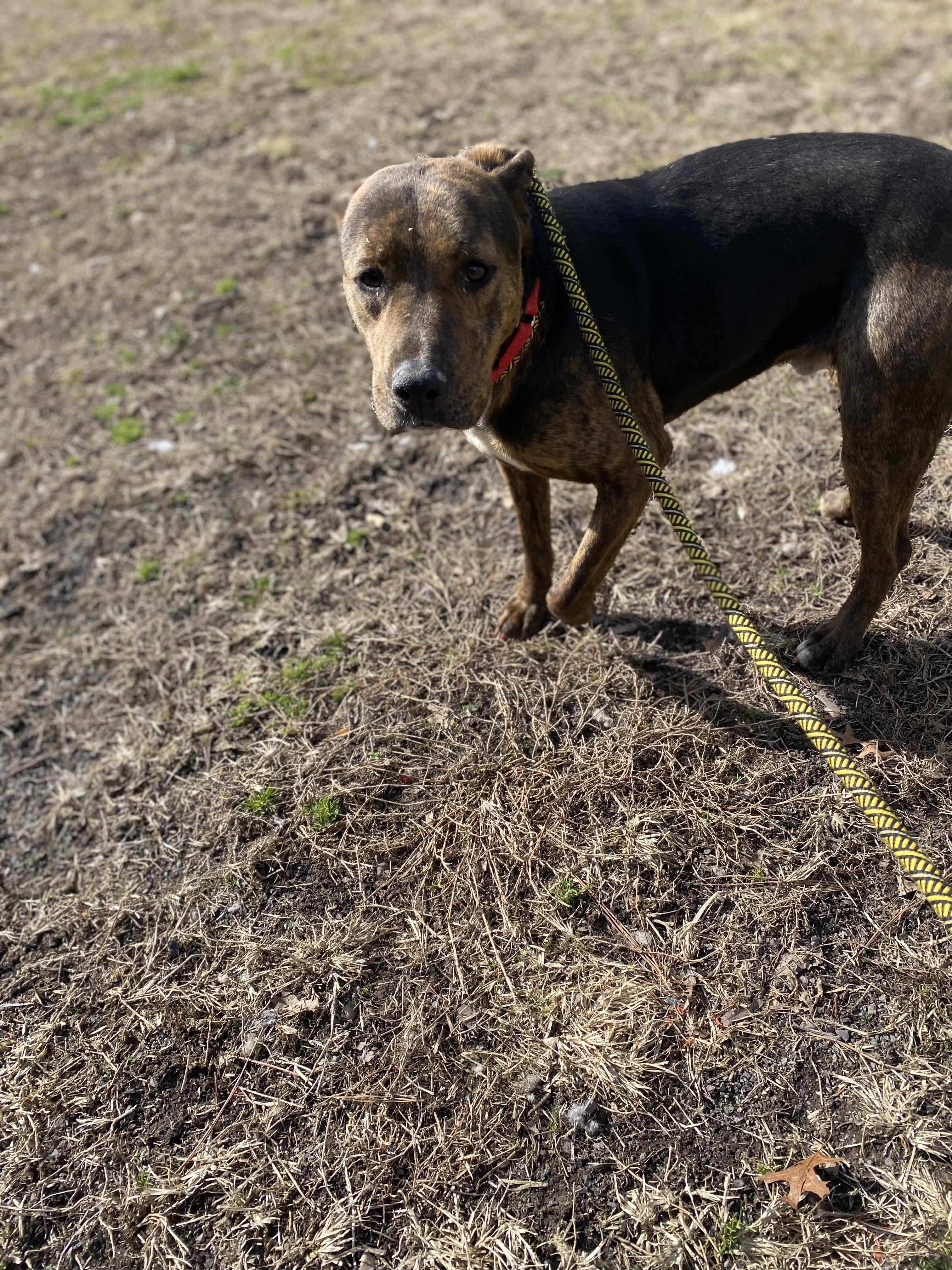 PJ, a Adoptable mixed breed in Orange, VA image 3/4