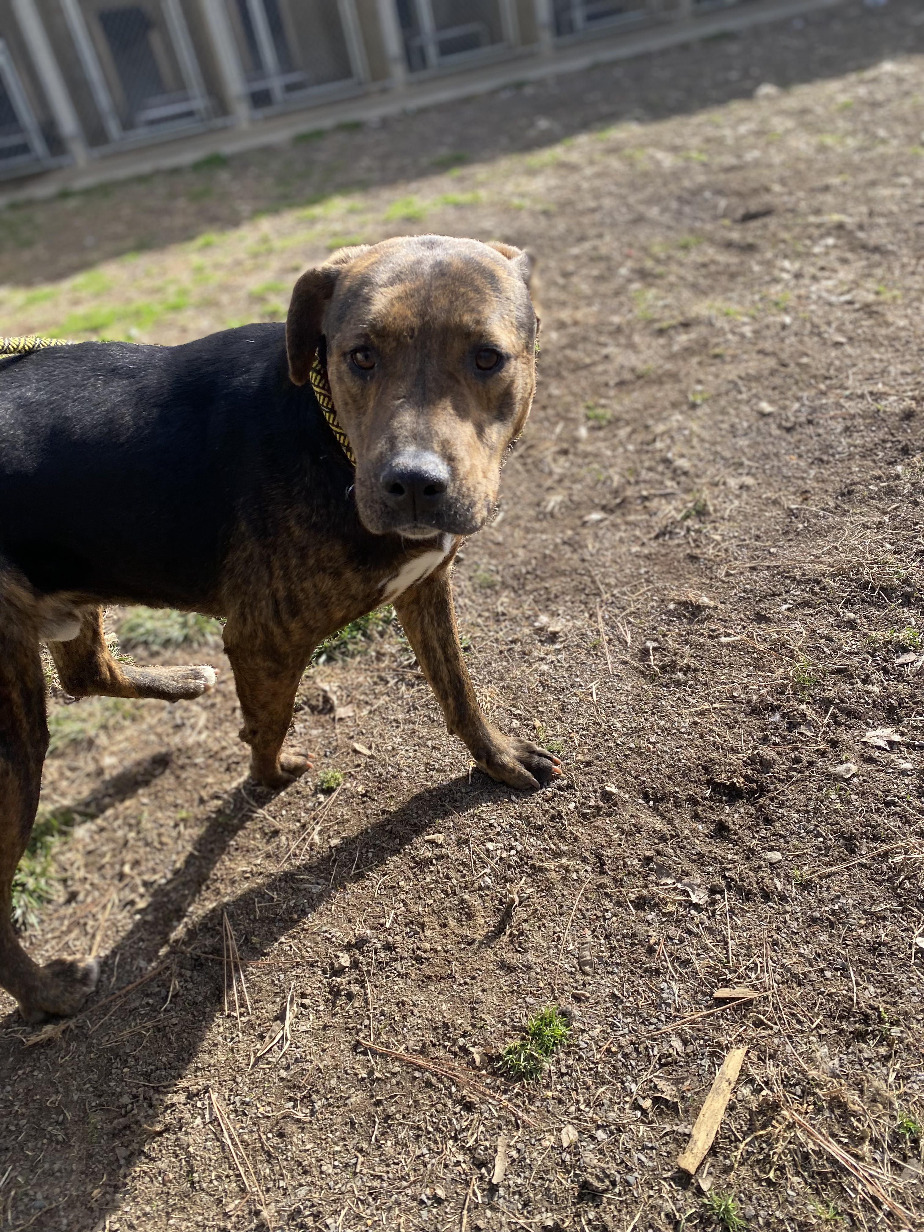 PJ, a Adoptable mixed breed in Orange, VA image 4/4