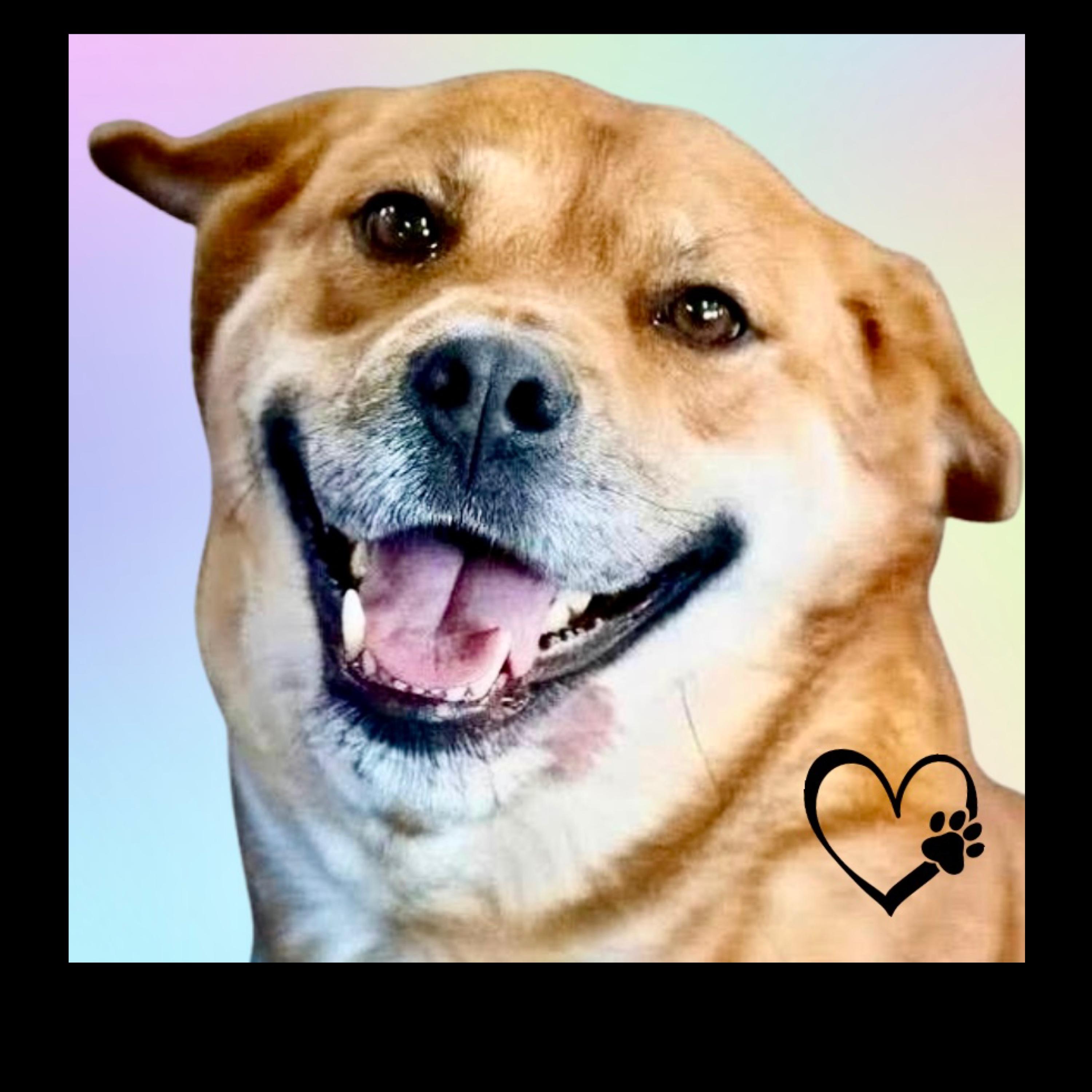 Enlarge Sugar, a Adoptable mixed breed in Westfield, NY image 2/6