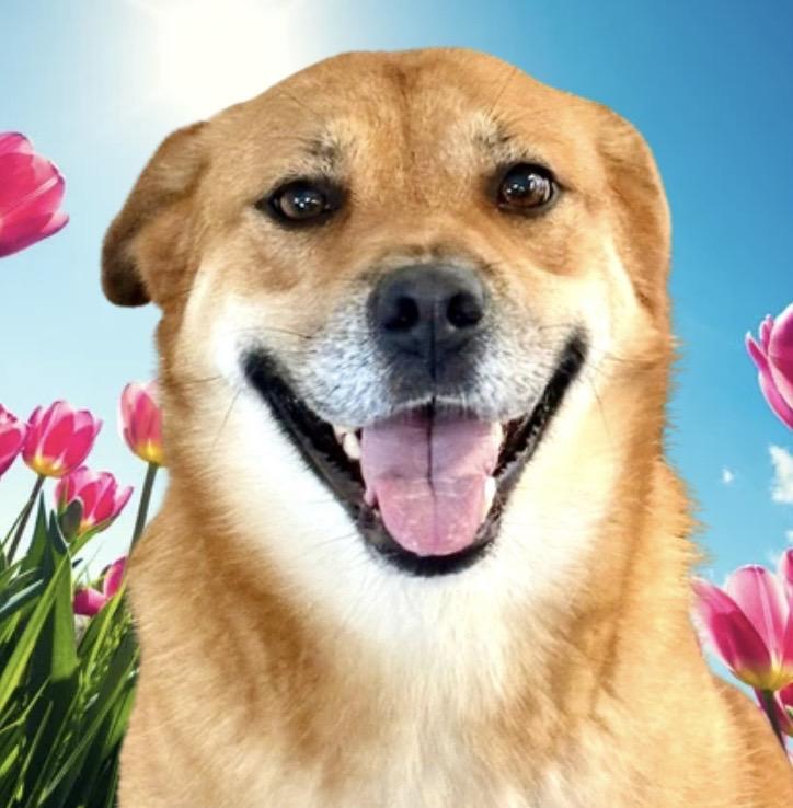 Sugar, Adoptable, Adult Female Shepherd & Chow Chow.