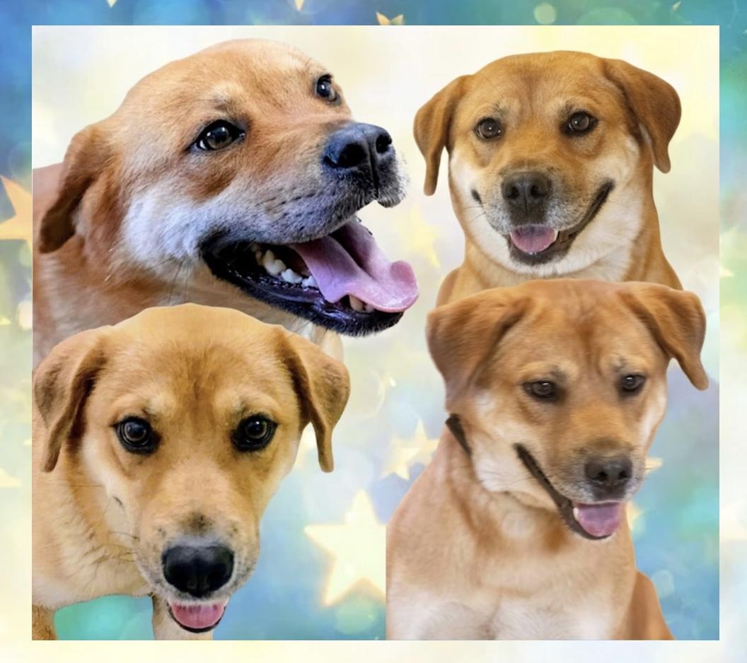 Sugar, Adoptable, Adult Female Shepherd & Chow Chow.