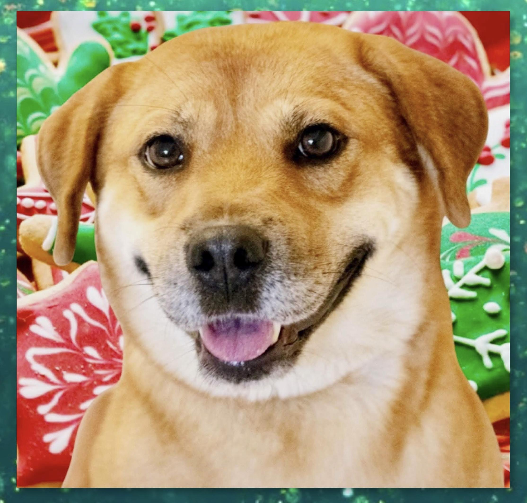 Enlarge Sugar, a Adoptable mixed breed in Westfield, NY image 6/6