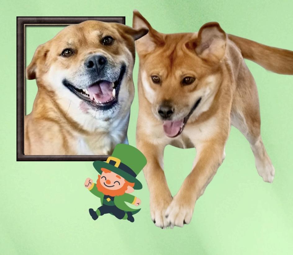 Enlarge Sugar, a Adoptable mixed breed in Westfield, NY image 3/6