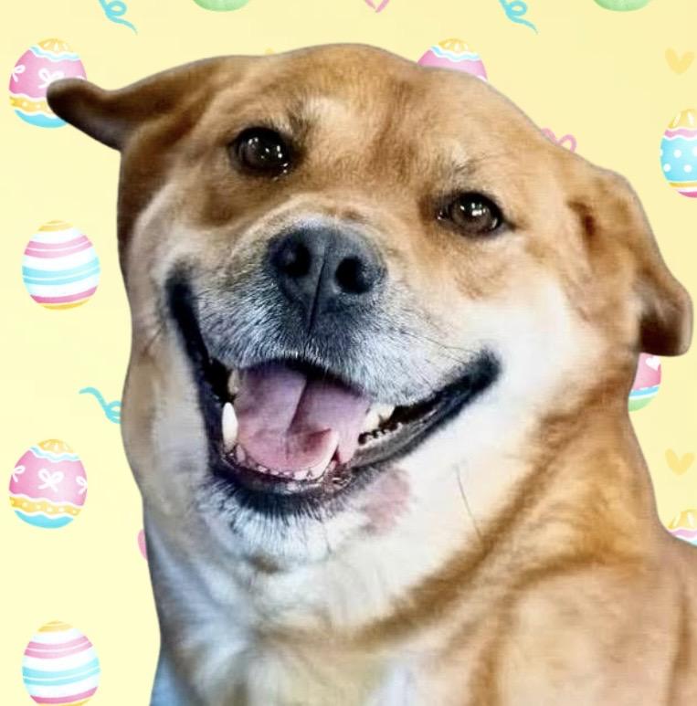 Sugar, Adoptable, Adult Female Shepherd & Chow Chow.