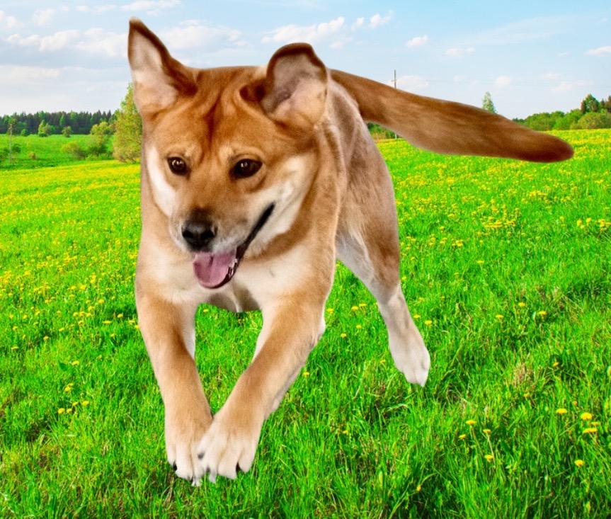 Sugar, Adoptable, Adult Female Shepherd & Chow Chow.