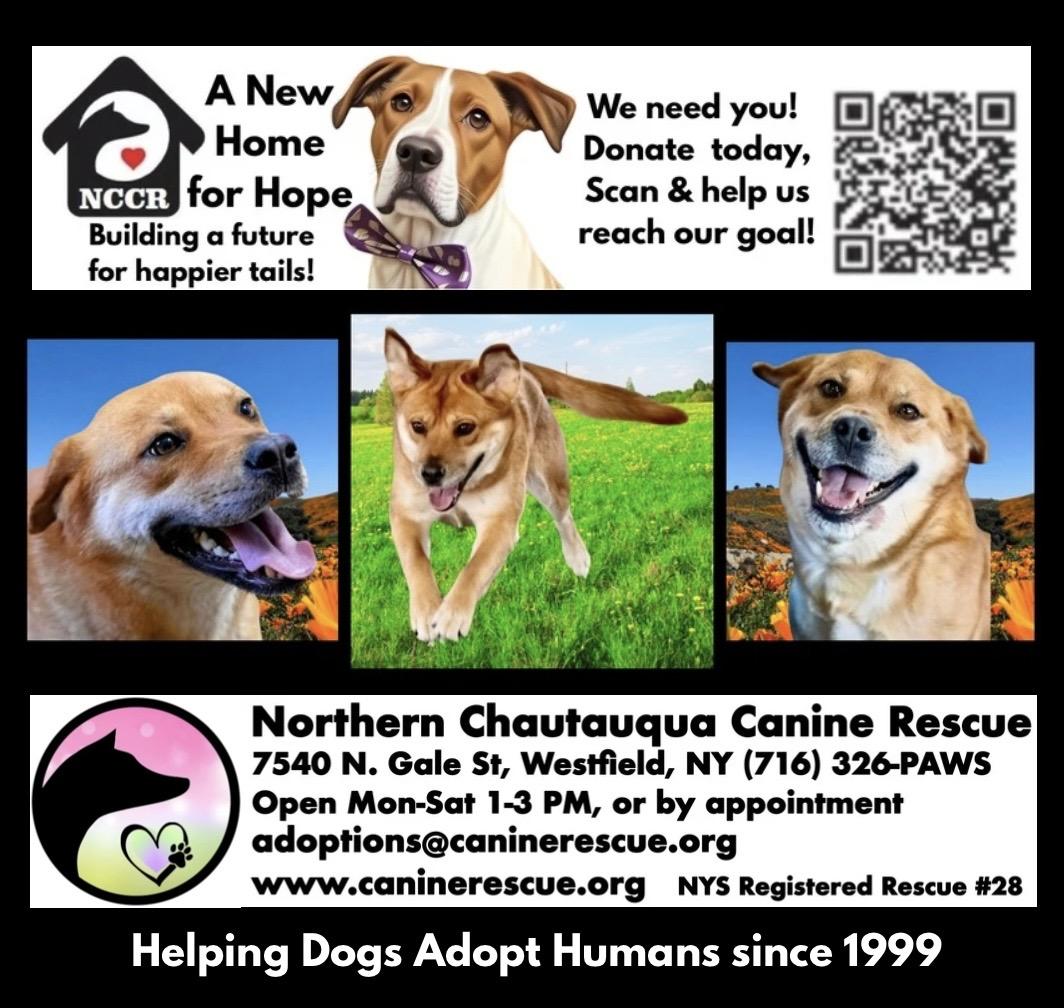 Enlarge Sugar, a Adoptable mixed breed in Westfield, NY image 5/6