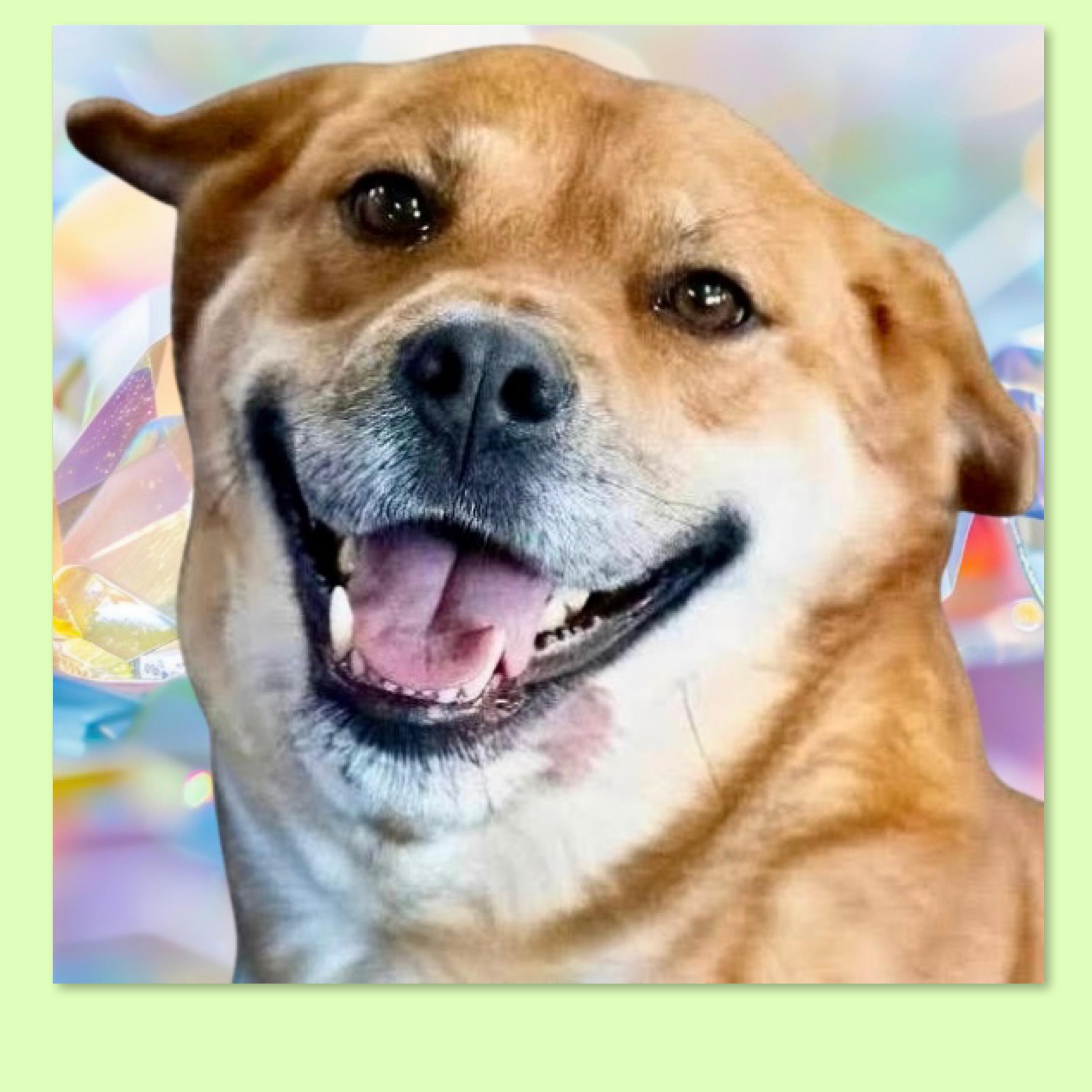 Enlarge Sugar, a Adoptable mixed breed in Westfield, NY image 5/6