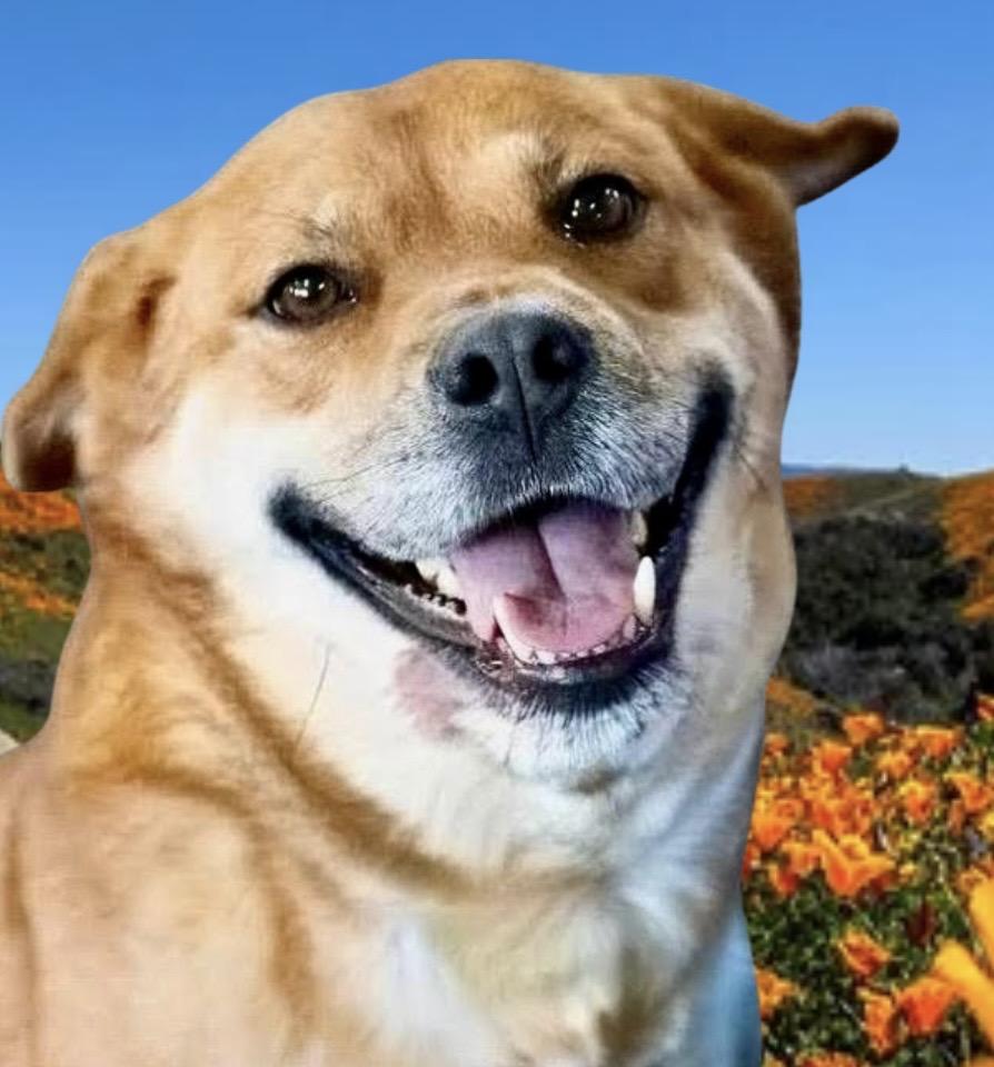 Sugar, a Adoptable mixed breed in Westfield, NY image 1/6