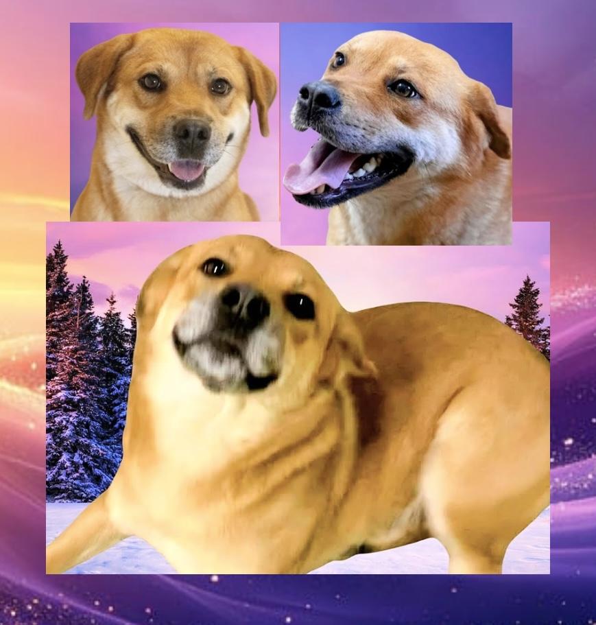 Sugar, Adoptable, Adult Female Shepherd & Chow Chow.