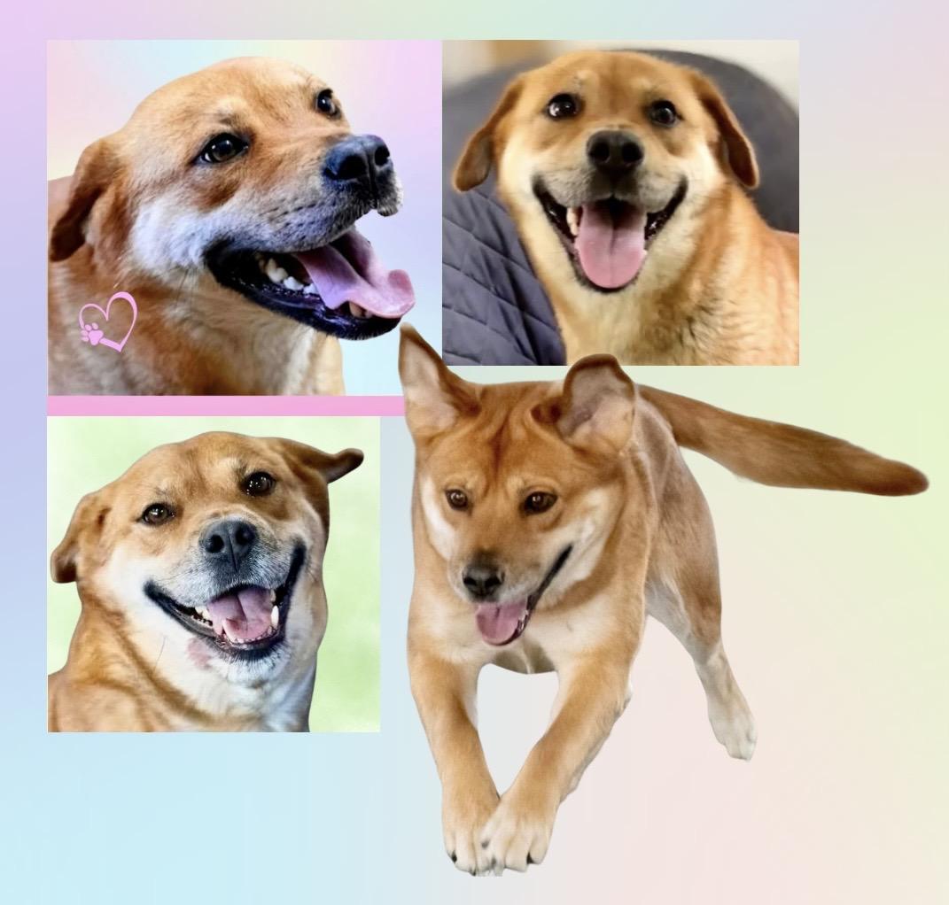 Enlarge Sugar, a Adoptable mixed breed in Westfield, NY image 3/6