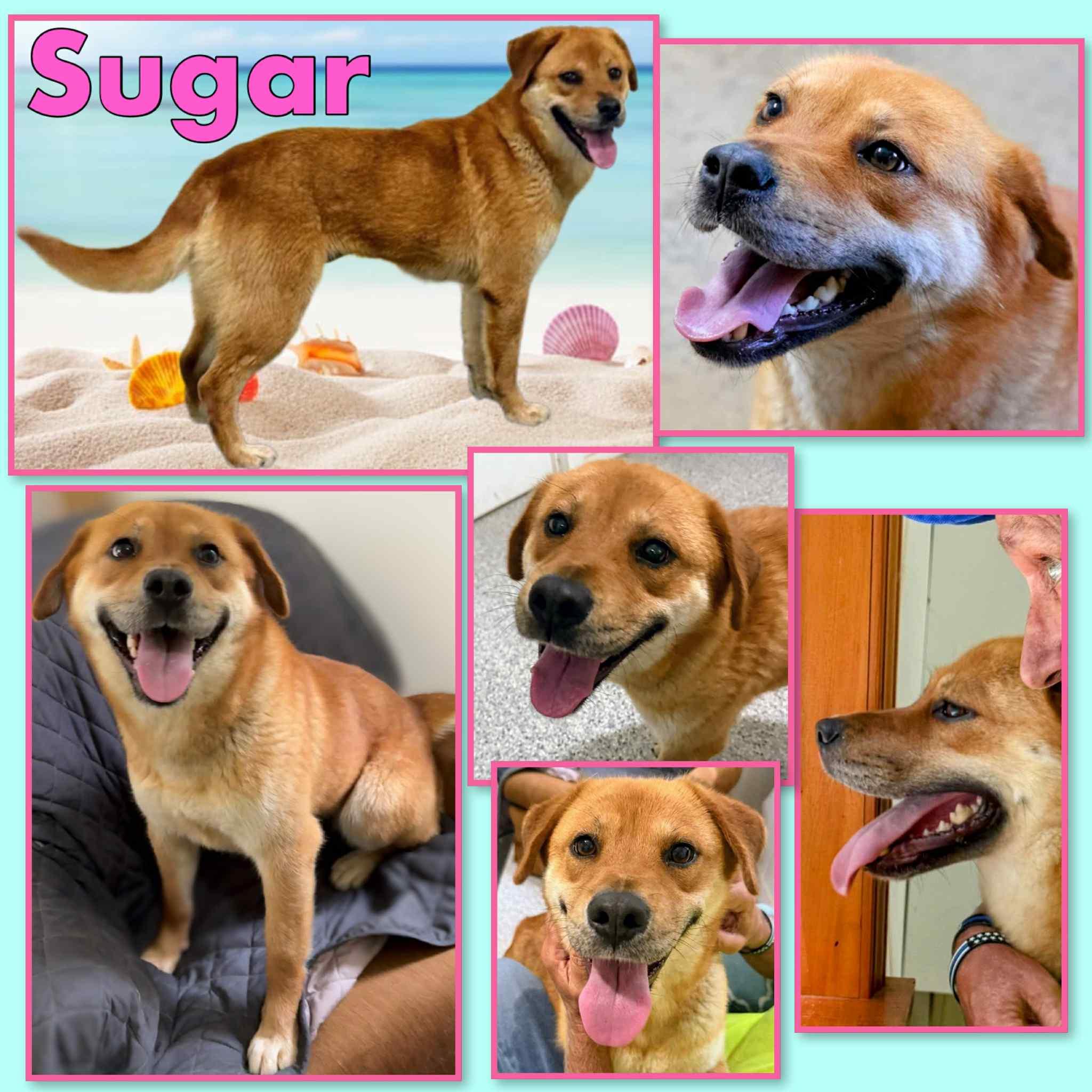 Enlarge Sugar, a Adoptable mixed breed in Westfield, NY image 2/3