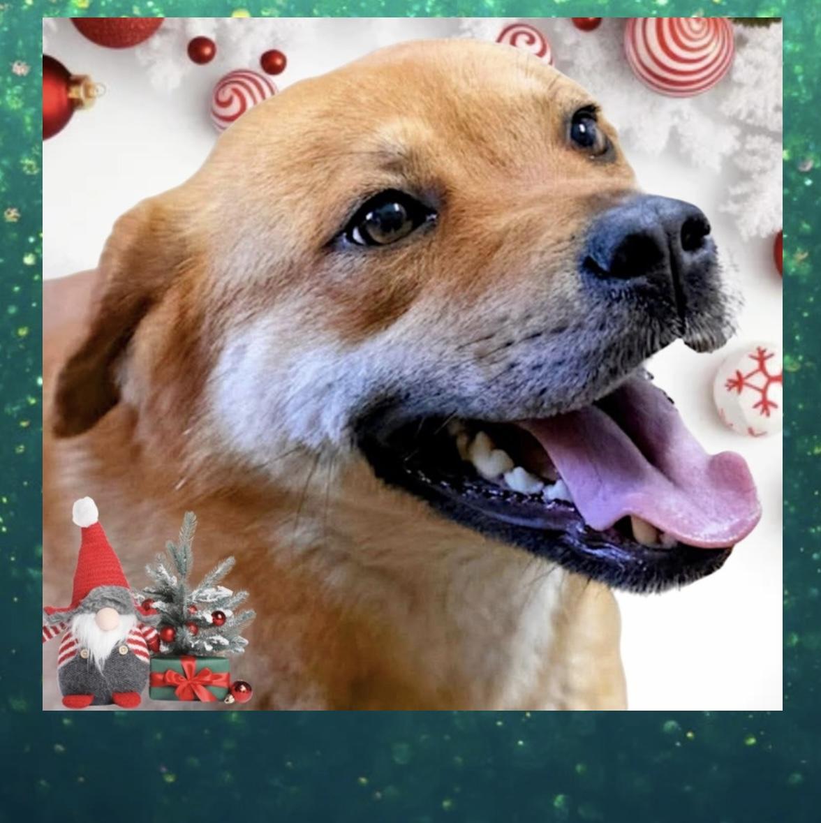 Enlarge Sugar, a Adoptable mixed breed in Westfield, NY image 3/3