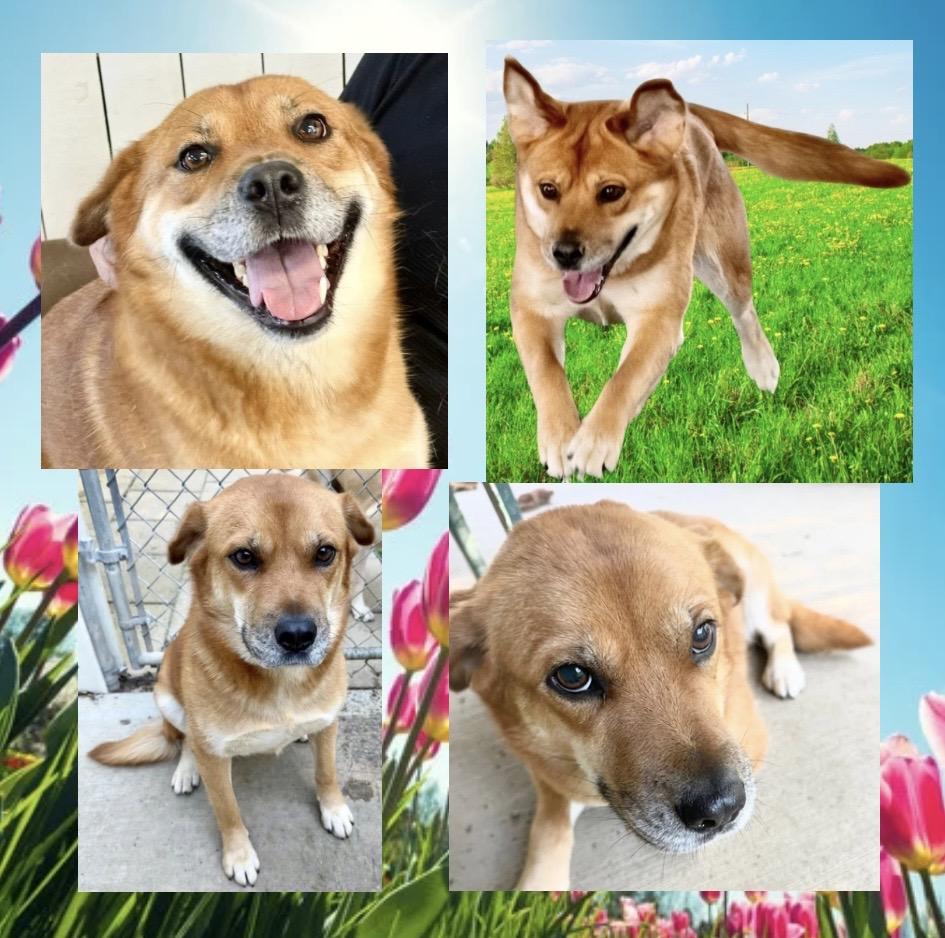 Enlarge Sugar, a Adoptable mixed breed in Westfield, NY image 3/6