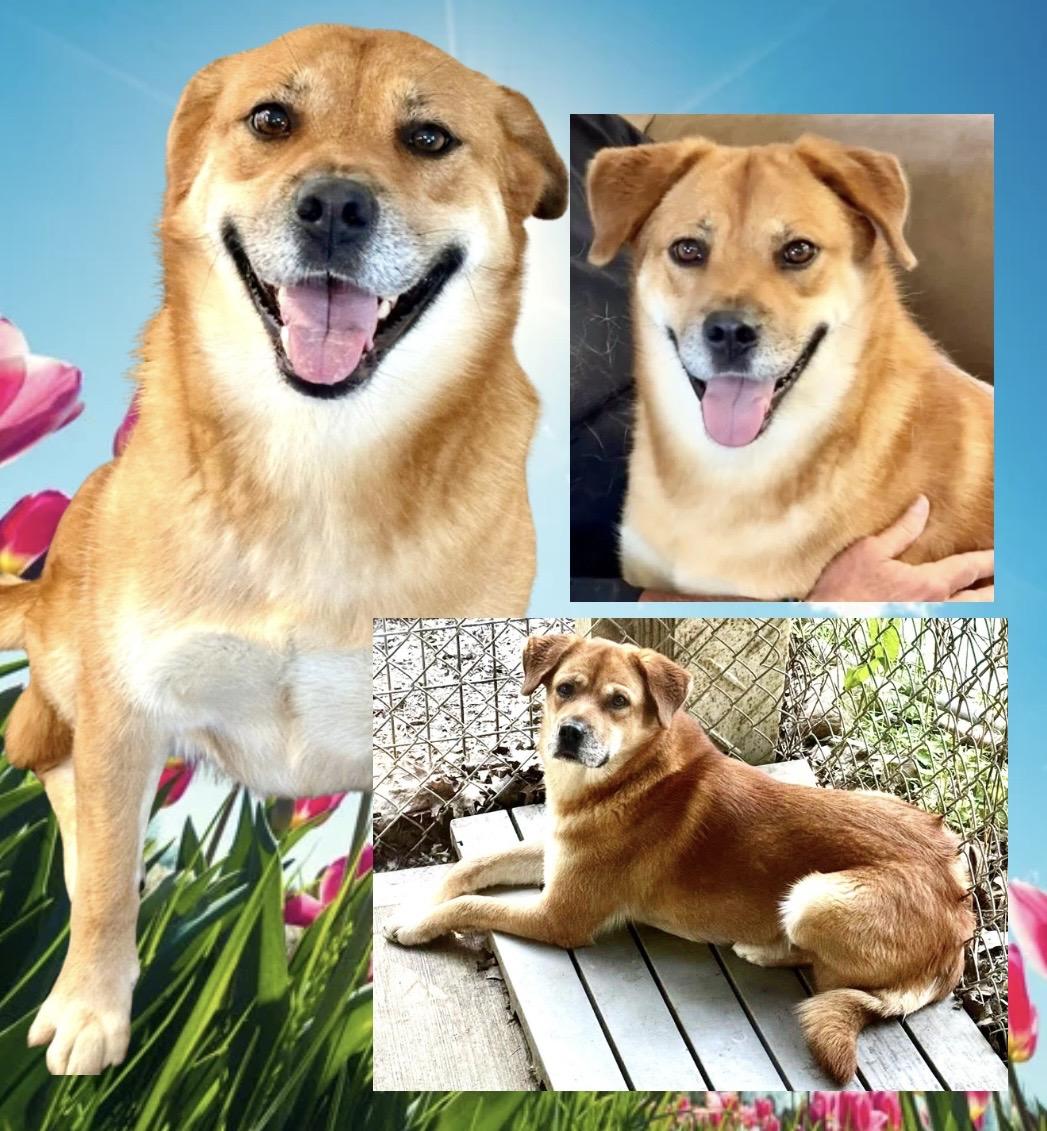 Enlarge Sugar, a Adoptable mixed breed in Westfield, NY image 2/6